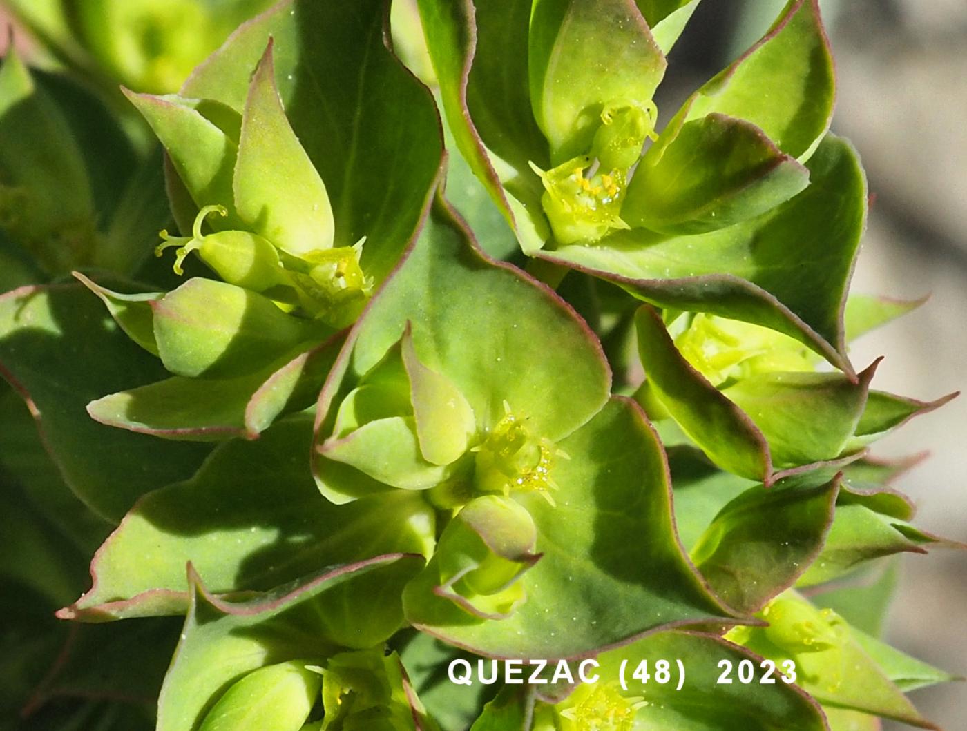 Spurge, Sickle flower